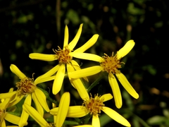 Senecio sarracenicus