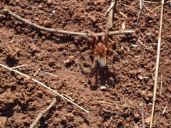 Theraphosinae