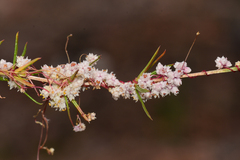 Cuscuta epithymum