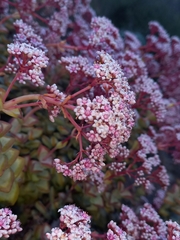 Crassula rupestris