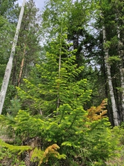 Abies sibirica