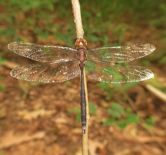 Somatochlora linearis