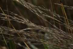Festuca rubra