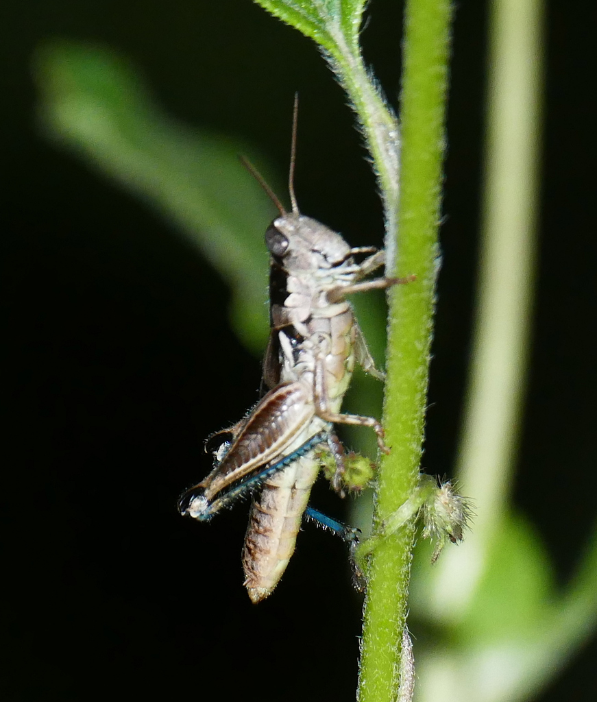 Melanoplus mogollona