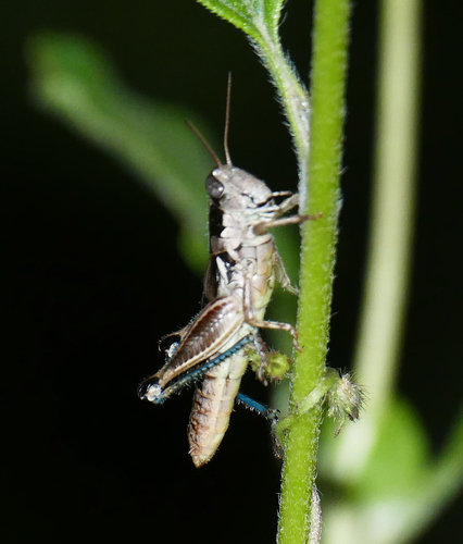 Melanoplus mogollona