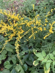 Solidago ulmifolia
