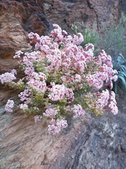 Crassula rupestris