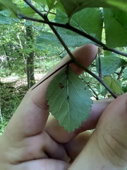 Crataegus uniflora