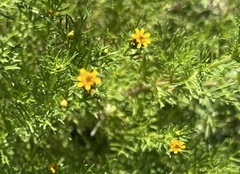 Dyssodia papposa