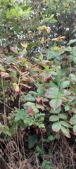 Rubus ursinus
