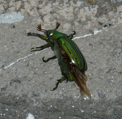 Chrysina gloriosa