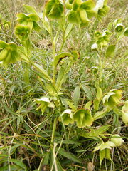 Helleborus foetidus