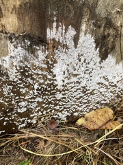 Ceratiomyxa fruticulosa