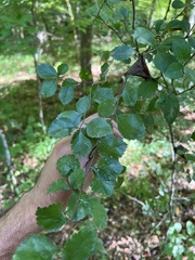 Crataegus uniflora