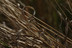 Festuca rubra