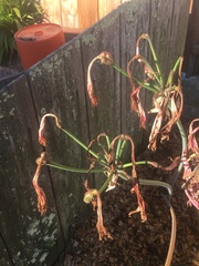 Amaryllis belladonna