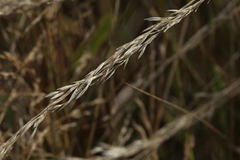 Festuca rubra