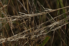 Festuca rubra