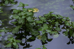 Ludwigia palustris