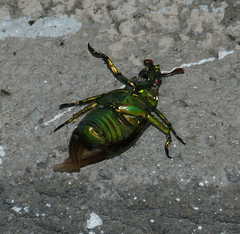 Chrysina gloriosa