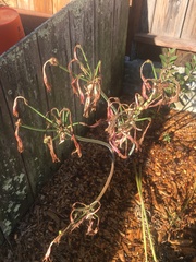 Amaryllis belladonna