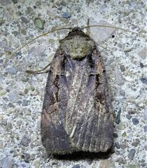 Pseudohermonassa bicarnea