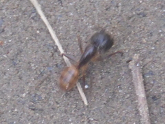 Camponotus atriceps