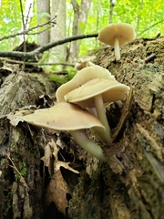 Pluteus cervinus