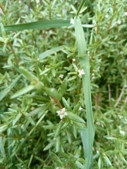 Crassula helmsii