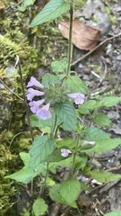 Clinopodium vulgare