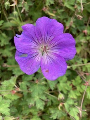 Geranium sanguineum