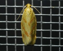 Clepsis pallidana