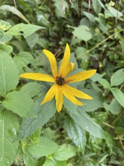 Helianthus strumosus
