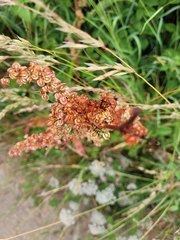 Rumex