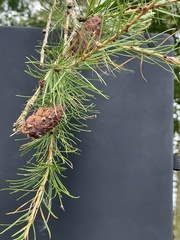 Pseudotsuga menziesii