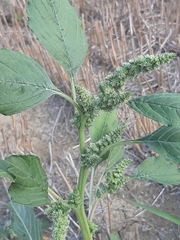 Amaranthus retroflexus