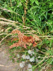Rumex
