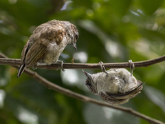 Picumnus squamulatus