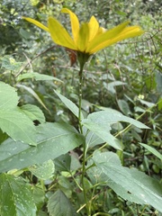 Helianthus strumosus