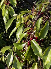 Prunus serotina