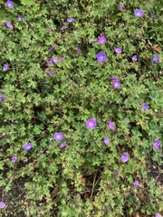 Geranium sanguineum