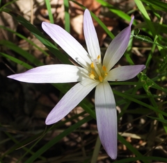 Colchicum lusitanum