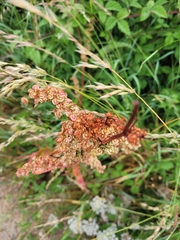 Rumex