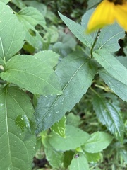 Helianthus strumosus