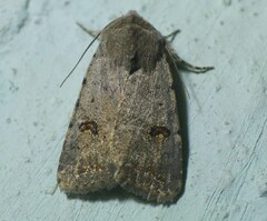 Caradrina kadenii