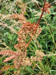 Rumex
