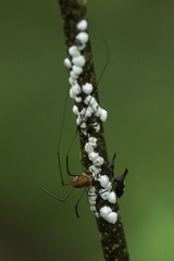 Sclerosomatidae