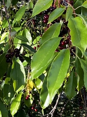 Prunus serotina