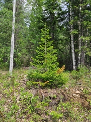 Abies sibirica