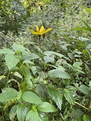 Helianthus strumosus